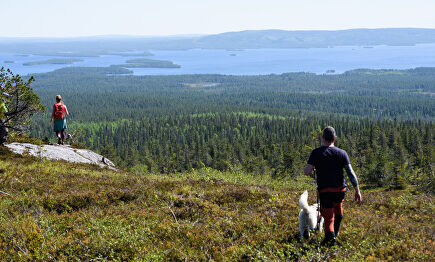 Finlandia no es sólo nieve: un recorrido por sus parques nacionales para ver osos, renos y miles de lagos