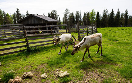 La otra cara de Finlandia: calor, animales sueltos y días sin noche 