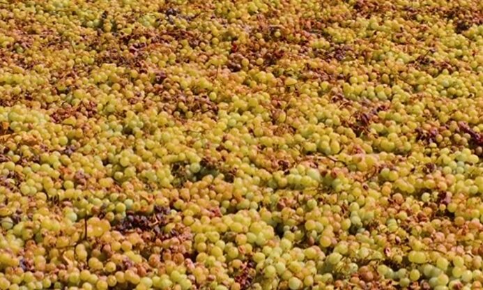 Las uvas de la sierra malagueña. |  Bodegas Bentomiz
