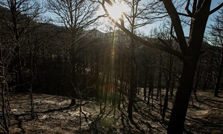 Una de las zonas afectadas por el incendio |  EFE