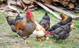 Gallinas y un gallo en un gallinero. |  Zosia Korcz