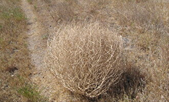 Las plantas rodadoras son comunes en zonas semidesérticas |  Wikipedia