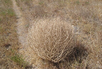 Las plantas rodadoras son comunes en zonas semidesérticas |  Wikipedia