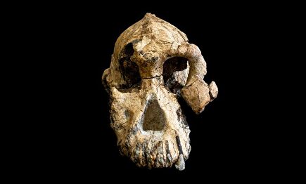 El cráneo descubierto. |  EFE