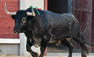 El toro 'Español' de Adolfo Martín en el ruedo de Las Ventas. |  Plaza 1