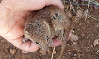 Un ejemplar de kaluta |  EFE