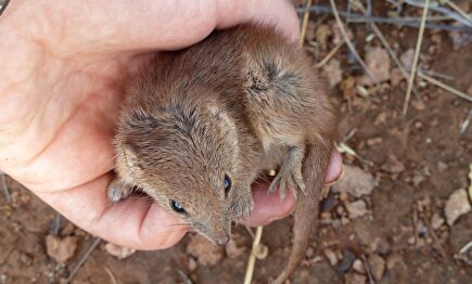 Un ejemplar de kaluta |  EFE