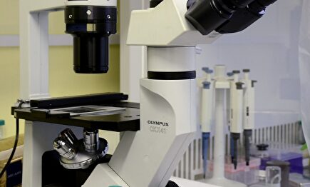 Científicos de la Fundación José Carreras son los autores del descubrimiento |  Pixabay/CC/washe4ka