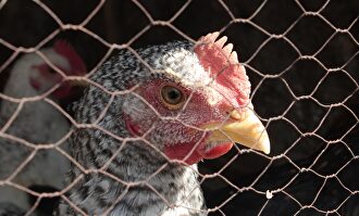 Pollo de corral. |  Pixabay