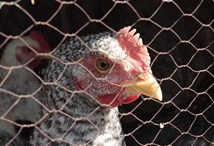 Pollo de corral. |  Pixabay