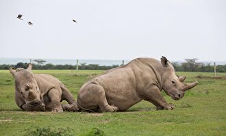 Najin y Fatu, los dos únicos ejemplares vivos de rinoceronte blanco |  Cordon Press