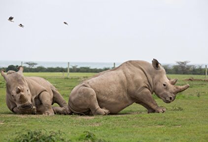 Najin y Fatu, los dos únicos ejemplares vivos de rinoceronte blanco |  Cordon Press