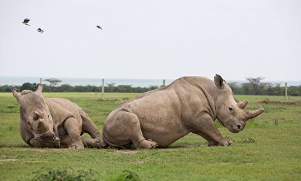 Najin y Fatu, los dos únicos ejemplares vivos de rinoceronte blanco |  Cordon Press