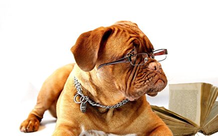 Oficinas pet-friendly, la necesidad de la conciliación animal |  pixabay