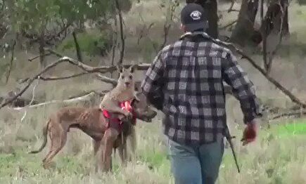 Un hombre defiende a su perro a puñetazos contra un canguro