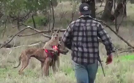 Un hombre defiende a su perro a puñetazos contra un canguro