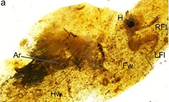 El insecto atrapado hace 105 millones de años |  EFE/Scientific Reports de Nature