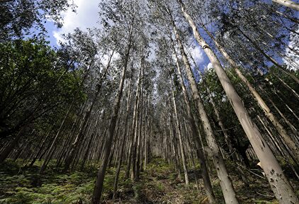 Bosque de eucaliptos |  Ence