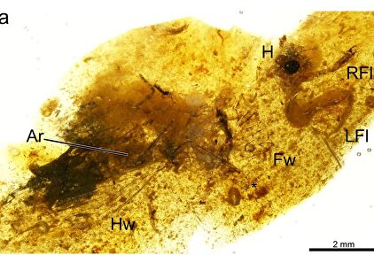 El insecto atrapado hace 105 millones de años |  EFE/Scientific Reports de Nature