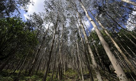 Bosque de eucaliptos |  Ence