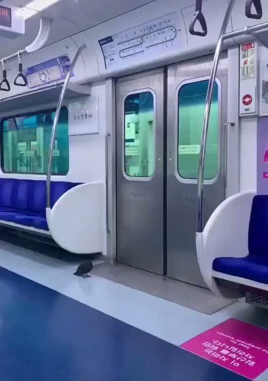 Una paloma se cansa de volar y coge el metro
