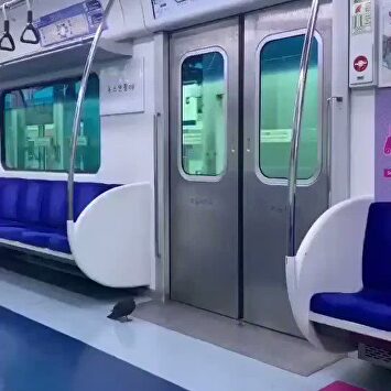 Una paloma se cansa de volar y coge el metro