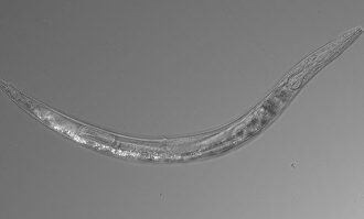 La nueva especie de gusano |  Caltech