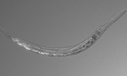 La nueva especie de gusano |  Caltech