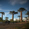 Avenida delos Boababs, MadagascarLa Avenida o Paseo de los baobabs es un prominente grupo de árboles baobab que recubre el camino de tierra entre Morondava y Belon'i Tsiribihina en la región de Menabe en el oeste de Madagascar.