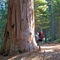 Parque nacional de las Secuoyas, California (USA)El Parque Nacional de las Sequouyas en California.