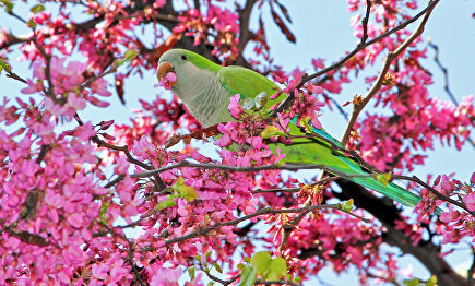 Un ejemplar de cotorra argentina. |  Flickr/CC/vic_206