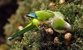 Las cotorras argentinas se adaptan bien al medio y ponen en peligro la fauna autóctona | Flickr/CC/vic_206
