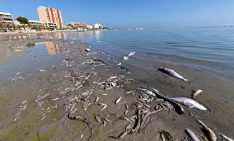 Peces muertos en playas del Mar Menor. |  EFE