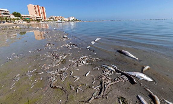 Peces muertos, tras los daños ocasionados por la gota fría |  EFE