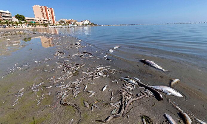 Peces muertos en playas del Mar Menor. |  EFE