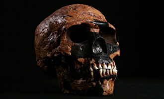 Cráneo de 'Homo Sapiens' |  Flickr/CC/NCSSMphotos