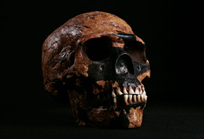 Cráneo de 'Homo Sapiens' |  Flickr/CC/NCSSMphotos