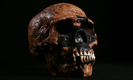 Cráneo de 'Homo Sapiens' |  Flickr/CC/NCSSMphotos