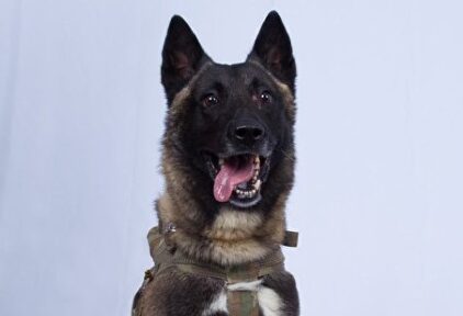 El perro que contribuyó a acabar con Al Bagdadi |  @RealDonaldTrump