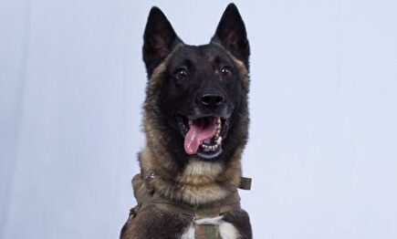 El perro que contribuyó a acabar con Al Bagdadi |  @RealDonaldTrump