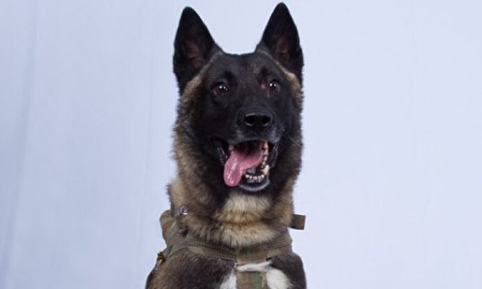 El perro que contribuyó a acabar con Al Bagdadi |  @RealDonaldTrump