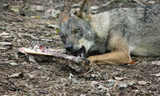 Lobo ibérico. |  EFE