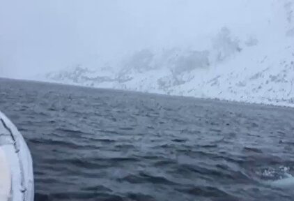 Tienes que verlo para creerlo: un hombre y una beluga jugando al rugby 