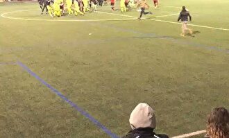 La monumental y lamentable tangana en un partido de juveniles en Mallorca