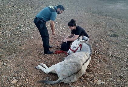 Asistencia al burro majorero en mal estado. |  Europa Press