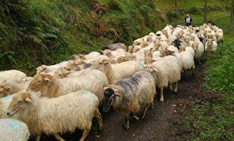 Ovejas |  Cordon Press