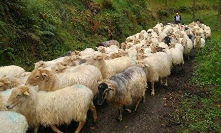 Ovejas |  Cordon Press