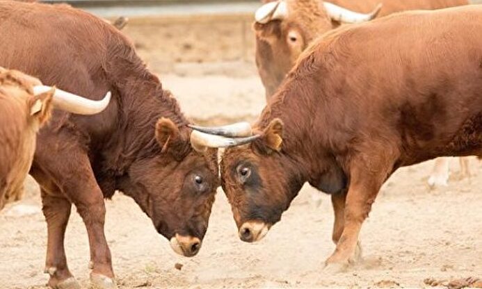Dos toros de la ganadería navarra. |  Reta Casta Navarra/Instagram