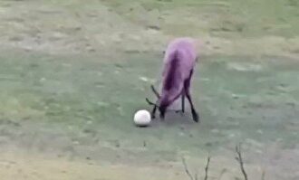 Lo nunca visto: ¡Un ciervo marca un gol y lo celebra!