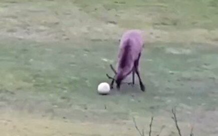 Lo nunca visto: ¡un ciervo marca un gol y lo celebra!